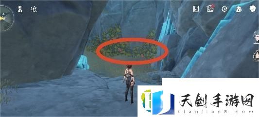 灯笼果位置分布位置