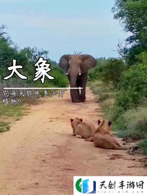 现代满 18 点此安全转入 2023 大象
