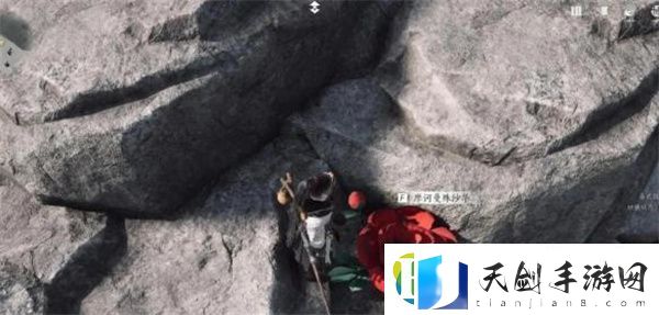 燕云十六声花中愿任务怎么做