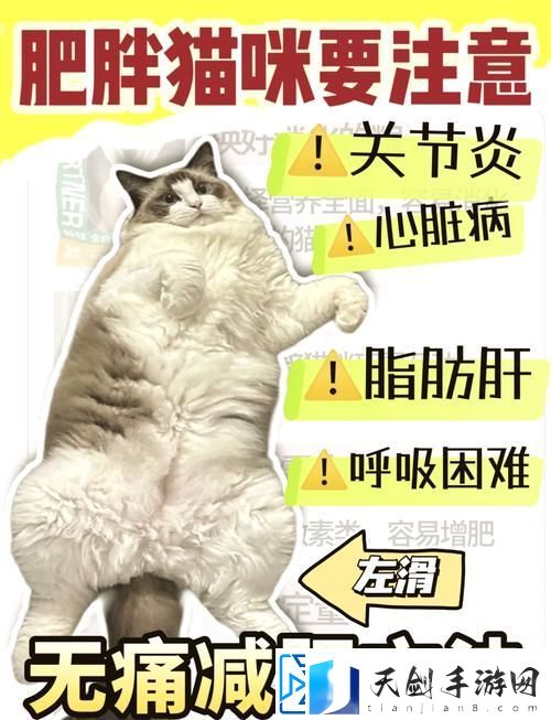 如何快速提升减肥猫等级-快速提升减肥猫等级攻略