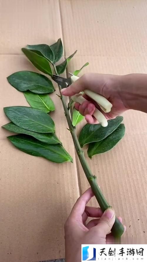 女性坐着扦插bb有什么好处？探讨女性与植物互动的奇妙关系