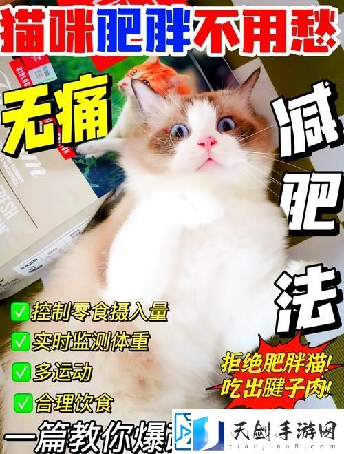 如何快速提升减肥猫等级