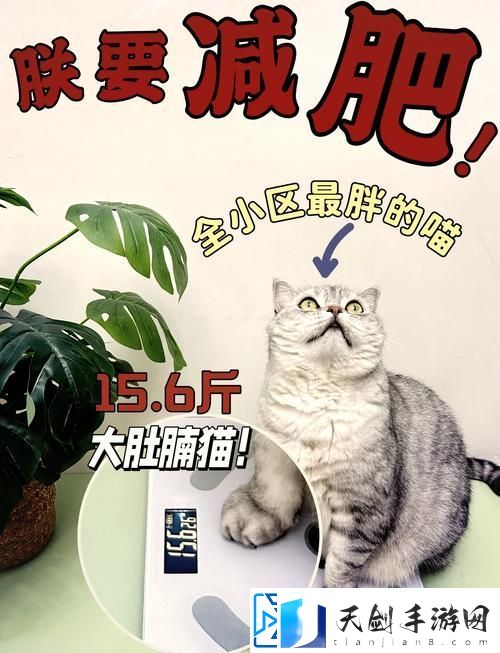 如何快速提升减肥猫等级