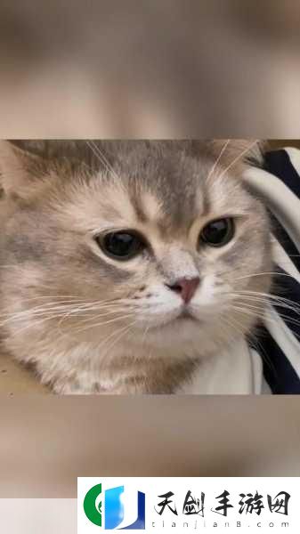 猫了个喵