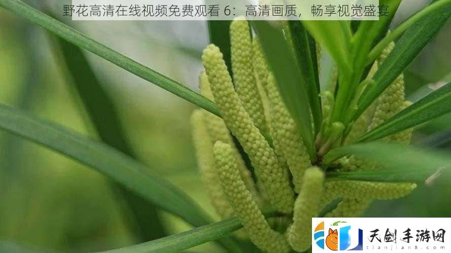 野花高清在线视频免费观看6