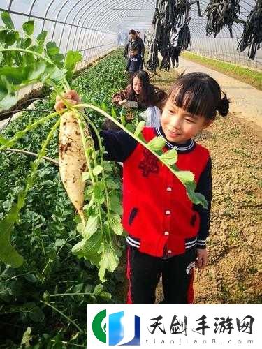 在野外撑伞用独特方式拔萝卜是否可行呢