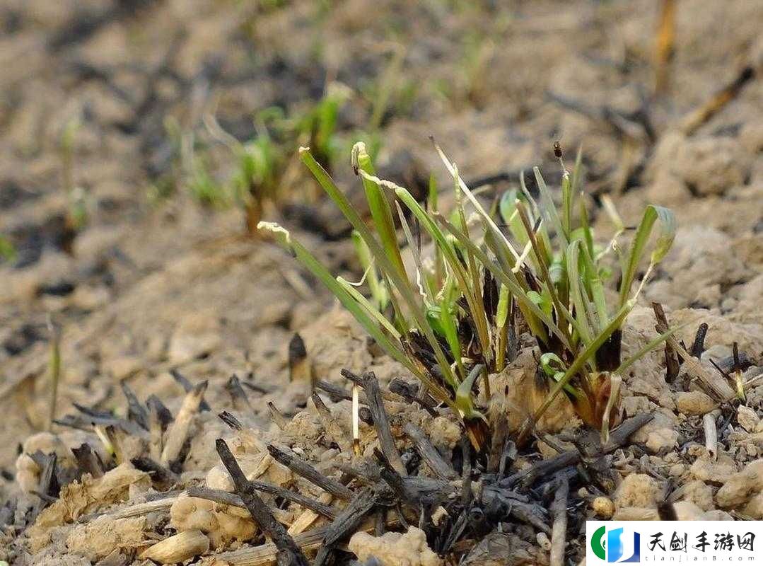 嫩叶草-M-码与欧洲码区别之要点剖析