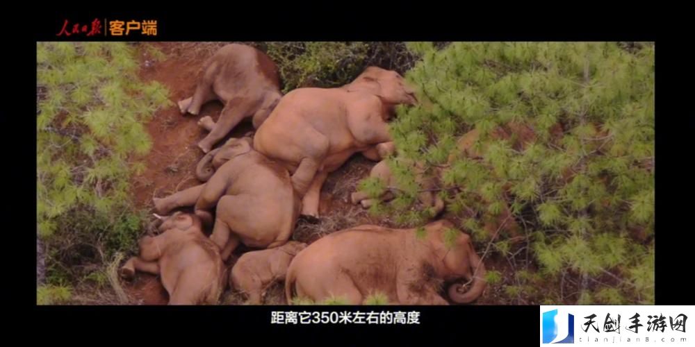 内容丰富：大象为何总能三秒内回家