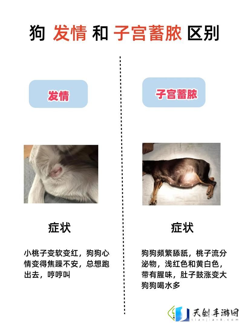 探讨“狗射精在人子宫里能活多久啊”的生物学奥秘