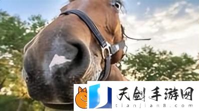 人与马畜禽corporation翻译：推动农业与动物养殖的现代化