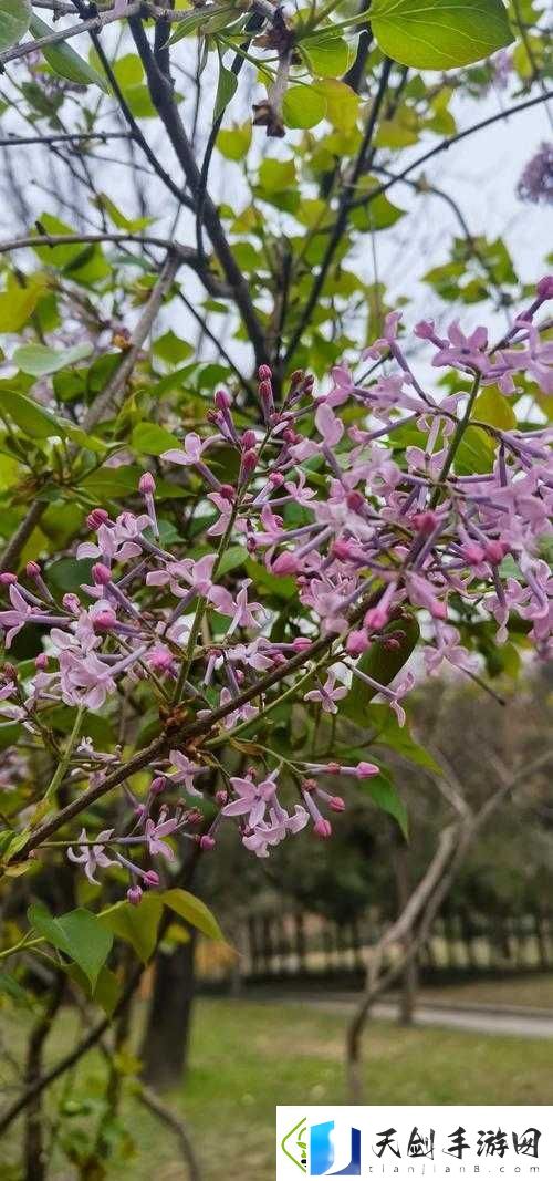 丁香花下的禁忌：一场在线视频的欲望狂欢
