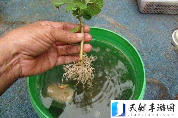 探索扦插BB有什么好处：让你的生长更添色彩