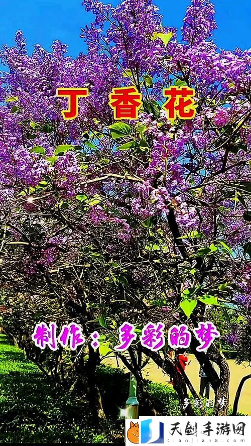探索“丁香花在线观看免费高清完整版在哪里”的观看途径