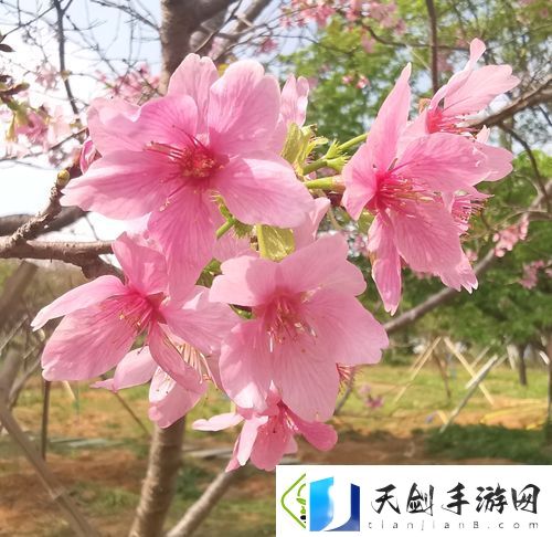 费大性放冫个熟产费2观樱来-网友：这个表达太有意思了！