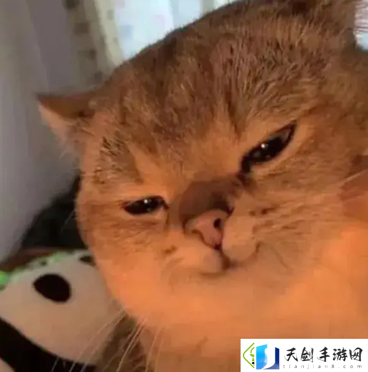 大乃子有没有错