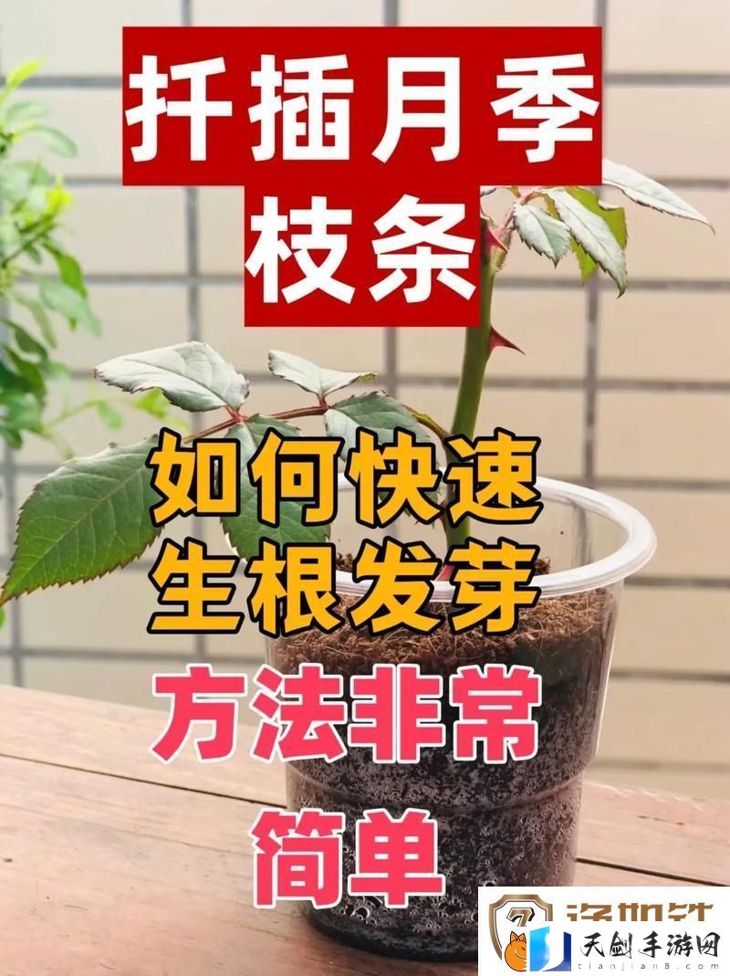内容丰富如何在床上进行植物扦插-教你轻松绿化小空间