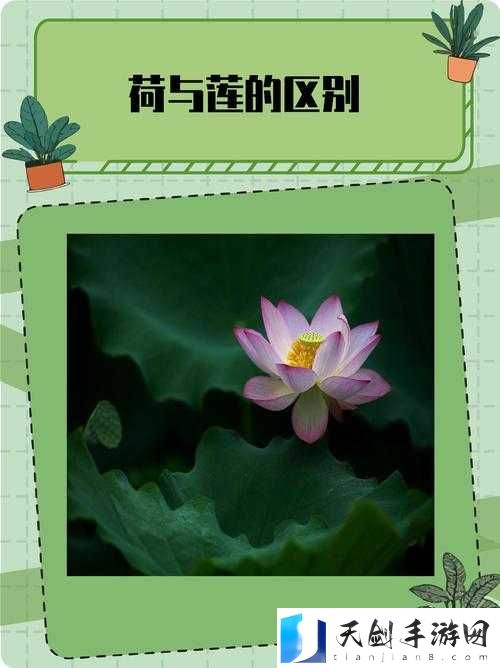 倒插莲花是什么样子的：探究其独特形态与奥秘