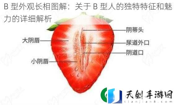 B-型外观长相图解：关于-B-型人的独特特征和魅力的详细解析